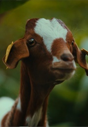 Kabri I Manz Salad (2023)