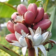 Hairy Banana (Musa Velutina)