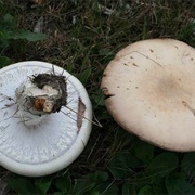 Agaricus Urinascens