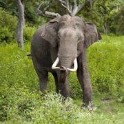 Indian Elephant