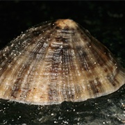 Limpet