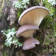 Brown Oyster Mushroom (Pleurotus Australis)