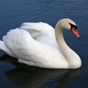 See Swans in the Wild
