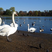 Round Pond, Kensington Gardens, London