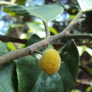 Artocarpus Rigidus
