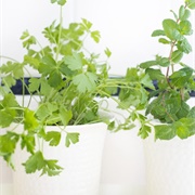 Parsley Plant