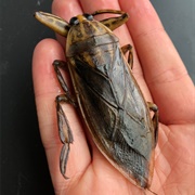 Giant Water Bugs