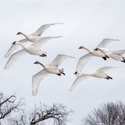 A Wedge of Swans