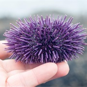Purple Sea Urchin