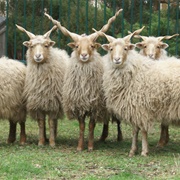 Racka Sheep