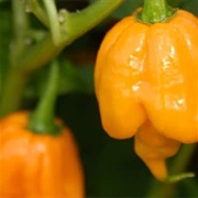 Trinidad Scorpion CARDI Pepper