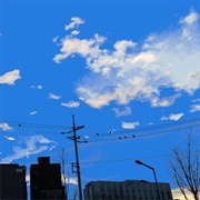 Parannoul - White Ceiling / Black Dots Wandering Around