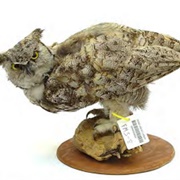 Alaska Resources Library and Information Services