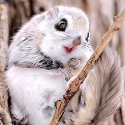 Japanese Dwarf Flying Squirrel
