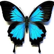 Ulysses Butterfly (Blue Emperor)