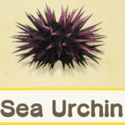 Sea Urchin