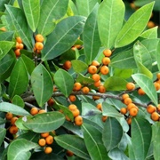 Dye Fig (Ficus Tinctoria)