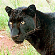 Black Leopard