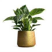 Philodendron Birkin