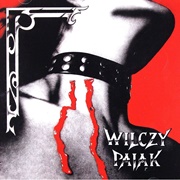 Wolf Spider - Wilczy Pająk