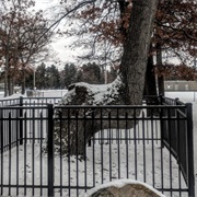 Protected Indian Trail Marker Tree