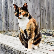Calico