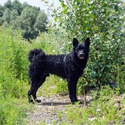 Groom a Croatian Sheepdog