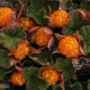 Creeping Raspberry (Rubus Rolfei)