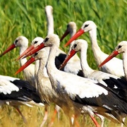 A Mustering of Storks