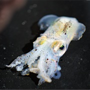 Atlantic Bobtail Squid