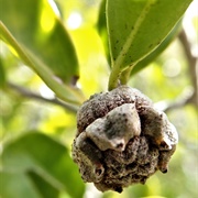 Galo (Anacolosa Frutescens)