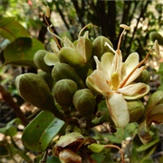 Courbaril (Hymenaea Courbaril)