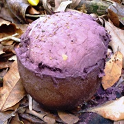 Purple-Spored Puffball (Calvatia Cyathiformis)