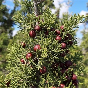 Phoenicean Juniper (Juniperus Phoenicea)