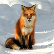 Red Fox