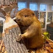 Dorr Museum of Natural History