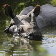 Greater One-Horned Rhinoceros