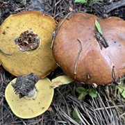 Stubby-Stalk (Suillus Brevipes)