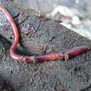 Red Wiggler Worm