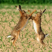 A Husk of Jackrabbits