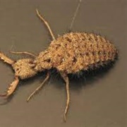 Antlions