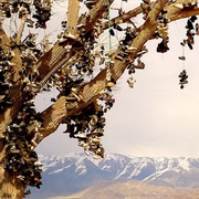 The Shoe Tree of Middlegate (Permanently Closed)
