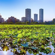 Shinobazuno Pond, Ueno Park, Tokyo