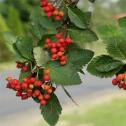 Swedish Whitebeam (Sorbus Intermedia)