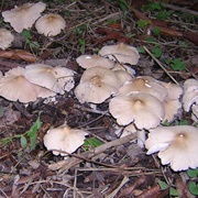Termitomyces Tylerianus