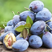 Zwetschge / Prune Plum