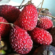 Hairless Rambutan (Nephelium Xerospermoides)