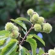 Allegheny Chinquapin (Castanea Pumila)