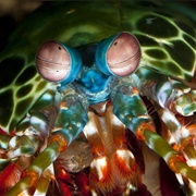 Mantis Shrimp