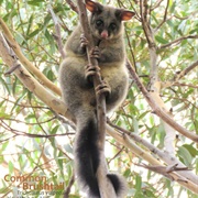 Brushtail Possum